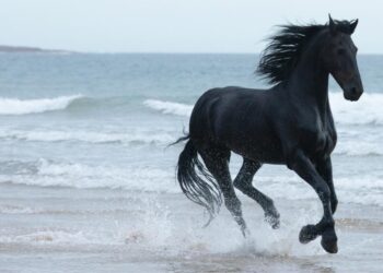 Lloyds targets mid-market companies with new JV