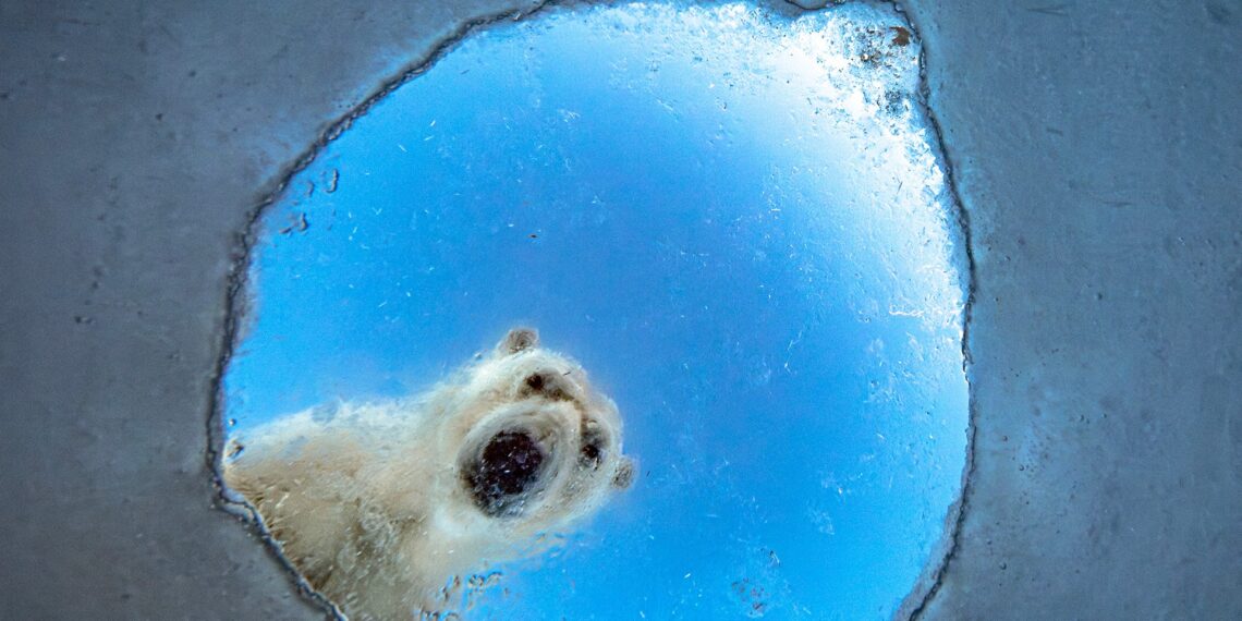 Nuveen backs wildlife photography exhibition